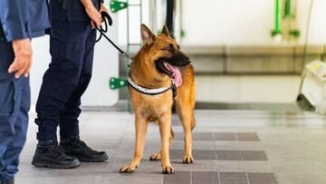 Viaggiare in aereo con il cane cambia dal 3 agosto. La novità di ITA Airways per gli animali di taglia grande