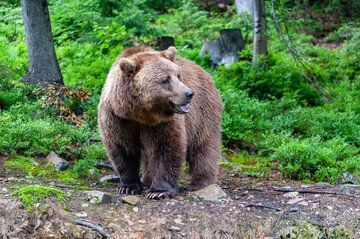 Orsa Amarena, cosa rischia l'uomo che ha ucciso a fucilate una specie protetta?