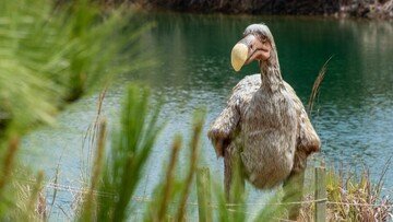«Resuscitare» il Dodo in laboratorio: l'annuncio di una azienda di biotecnologia