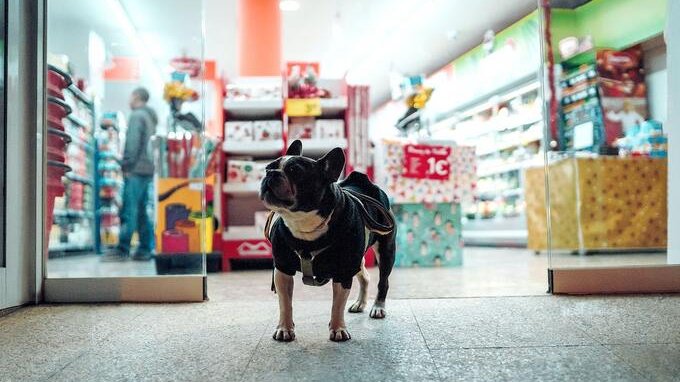 Cosa fare se il cane scappa: la guida per non commettere errori (e non rischiare una multa)