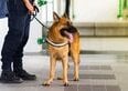 Viaggiare in aereo con il cane cambia dal 3 agosto. La novità di ITA Airways per gli animali di taglia grande
