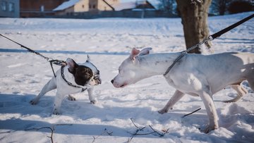 Cane legato alla catena: cosa dice la legge