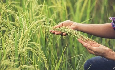 Banca delle Terre Agricole 2026, come acquistare terreni a rate fino a 30 anni con ISMEA
