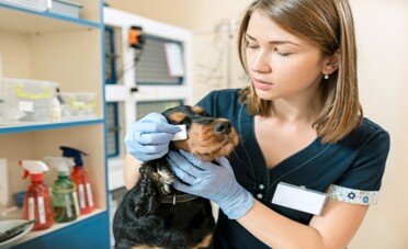 Detrazione spese veterinarie 2026, quando spettano sul cibo?