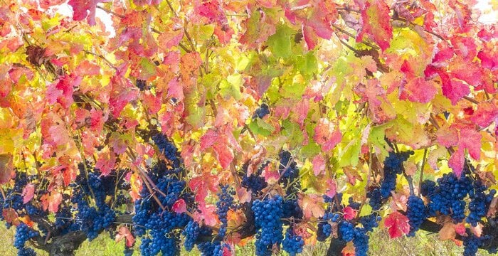 Basilicata Coast to Coast nel calice. I vitigni autoctoni lucani da conoscere