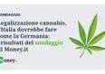 Legalizzazione cannabis, l'Italia dovrebbe fare come la Germania: i risultati del sondaggio