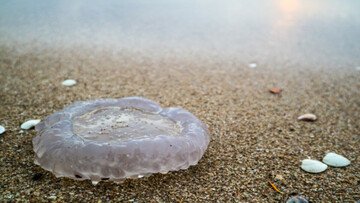 Non è legale uccidere le meduse in Italia: attenzione alle multe