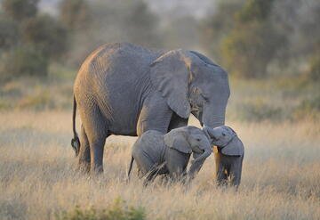 Quanto costa fare un safari in Africa