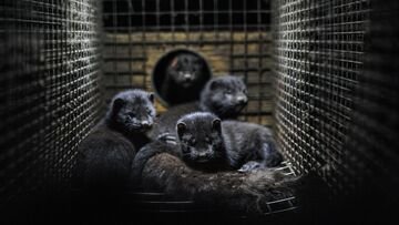 Torna l'influenza aviaria, focolaio in un allevamento: possibile il salto di specie?
