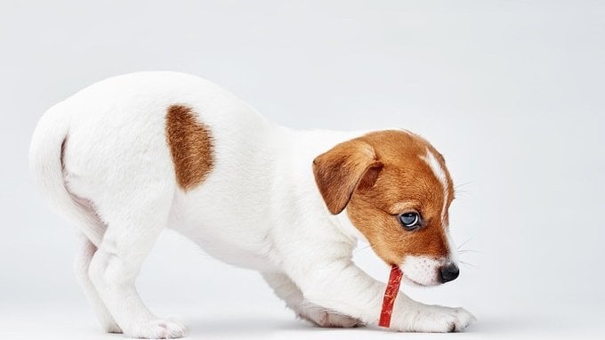 Multa per chi non raccoglie i bisogni del cane: cosa si rischia