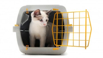 Portare cane e gatto in treno: regole e quanto costa