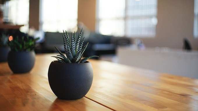 Le piante da appartamento che richiedono poca luce e acqua