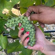 Il vino non fa male (se lo bevi responsabilmente)