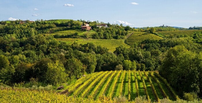 Tra flysch e magredi, i vitigni autoctoni che raccontano il Friuli Venezia Giulia