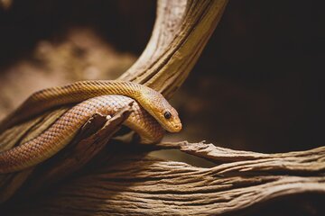 Come avere un serpente in casa: prezzo, permessi e spese di mantenimento