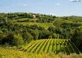 Tra flysch e magredi, i vitigni autoctoni che raccontano il Friuli Venezia Giulia
