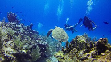 Datteri di mare, cosa sono, prezzo e perché sono vietati