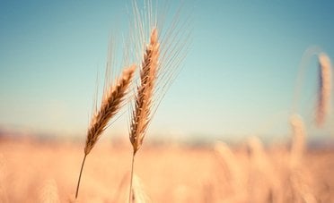 Argentina, il boom dei cereali vale 54 miliardi di dollari. Ma il record dipende dal meteo e dai concorrenti