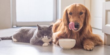 Tracce di squalo nel cibo per cani e gatti: ecco i rischi