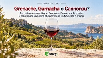 Grenache, Garnacha o Cannonau? Il vitigno mediterraneo che unisce Francia, Spagna e Italia