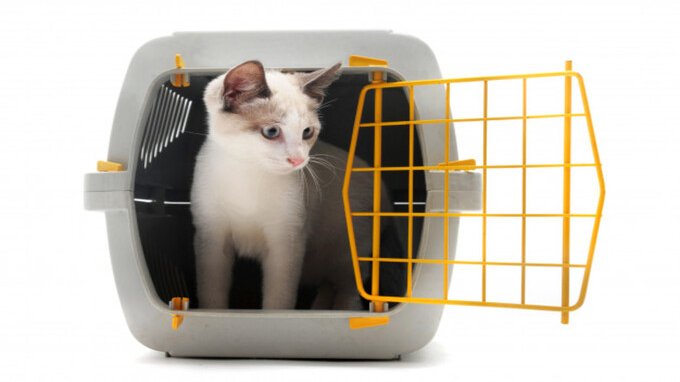 Le migliori offerte per animali, cani e gatti all'Amazon Prime Day