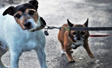 Nuove regole UE per gli animali domestici dal 2028, i padroni sono avvertiti