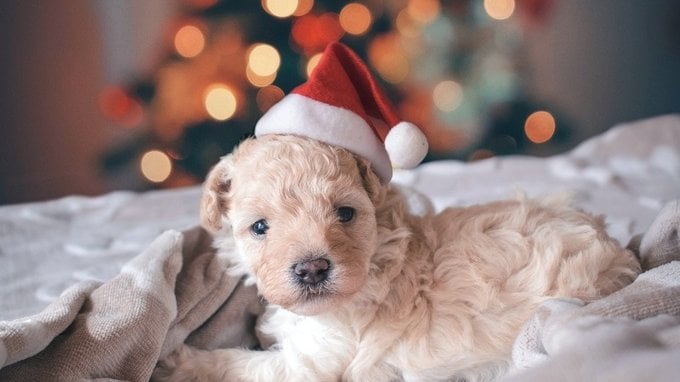 Quanto tempo puoi lasciare il cane da solo in casa secondo la legge