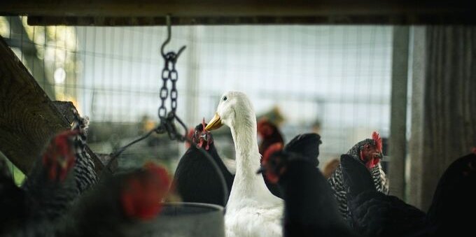 Allarme aviaria in Europa: non colpisce più solo gli uccelli