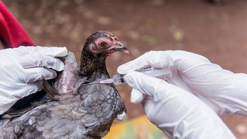 Influenza aviaria, primo caso accertato in Italia: sintomi e rischi per l'uomo