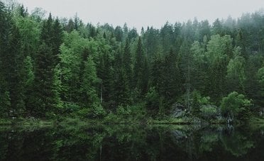 Cervi e cascate da sogno. Puoi ammirarli in questo parco naturale a 3 ore da Roma