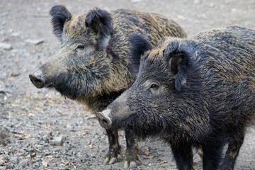 Peste suina, boom di casi in Italia: è sicuro mangiare carne di maiale (o cinghiale)?