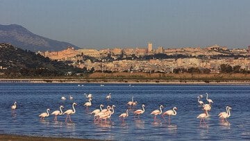 Top 10 aziende di Cagliari per fatturato, un'economia fortemente orientata ai servizi