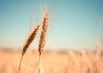 Allarme grano in Europa. Negli ultimi 12 anni la quantità di pesticidi usata è aumentata del 12%