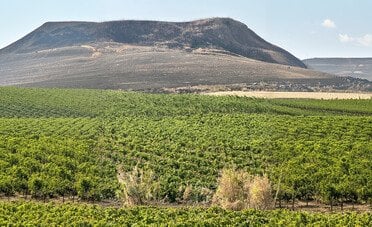 Lava, vento, rabbia e amore. La Sicilia nel calice che non ti aspetti
