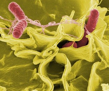 Salmonella: cos'è, cosa si rischia e dove si trova