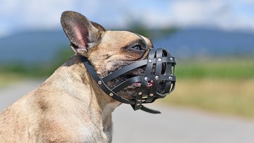 Museruola obbligatoria per cani, ecco cosa dice la legge