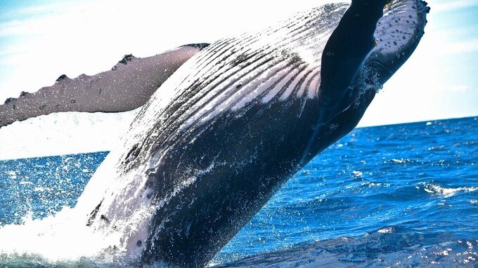 Come viaggiare gratis per monitorare balene e delfini, chi può candidarsi e come