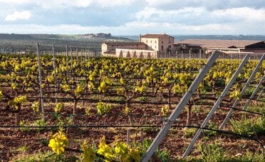 Vitigni dell'Emilia-Romagna: il viaggio tra i grandi vini di una regione sorprendente