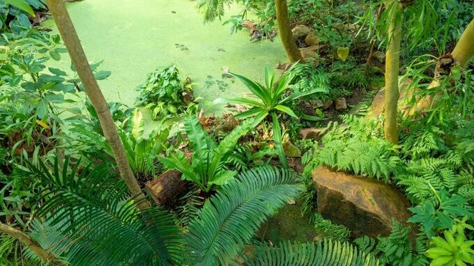 Le tribù dell'Amazzonia usano i social per difendere la foresta