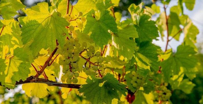 Lombardia nascosta. I vitigni autoctoni che non ti aspetti, oltre la Franciacorta