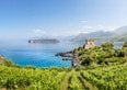 Calabria del vino: i vitigni autoctoni che raccontano la Magna Grecia