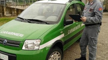Perché non c'è più il Corpo Forestale? La scelta del governo Renzi