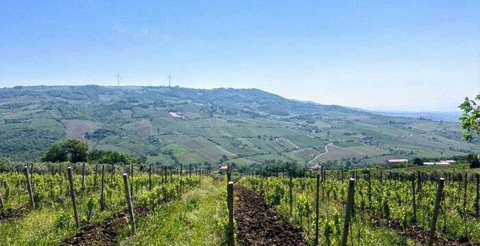 Dalla festa per Sal Da Vinci ai vini del vulcano. I vitigni autoctoni della Campania