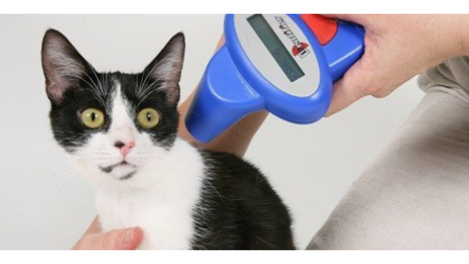 Microchip gatti obbligatorio: novità dal 2020
