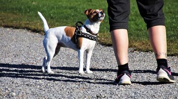 Obbligo di portare il cane fuori due volte al giorno: la nuova legge