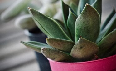 Vasi sul balcone, ecco quando sono vietati