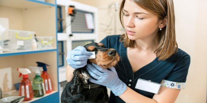 Veterinario gratis, ecco dove e quando sorgerà il primo ospedale gratuito per gli animali domestici