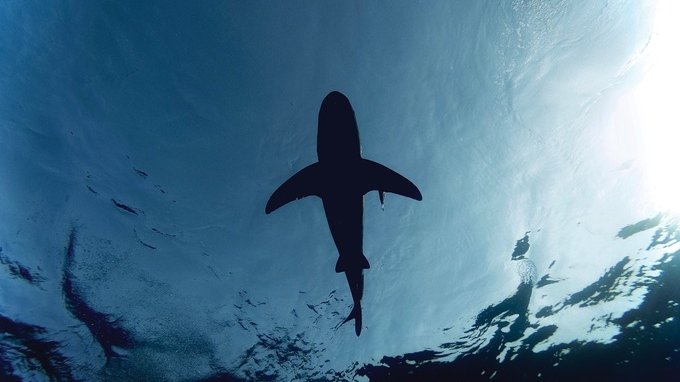 Fate il bagno solo in gruppo. Rischio squali in questo Paese amato dai turisti italiani