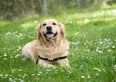 I veterinari sono categorici, queste razze canine non dovrebbero mai vivere con un bambino	