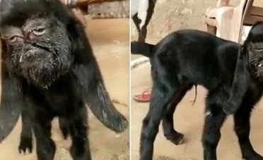 Capra con faccia umana: il video e le foto shock